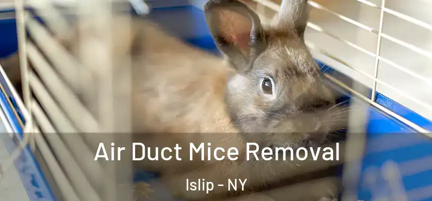  Air Duct Mice Removal Islip - NY